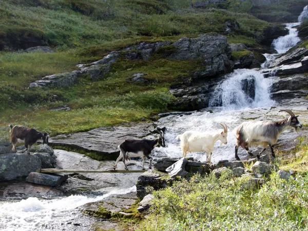 Rallarrosa mountain farm